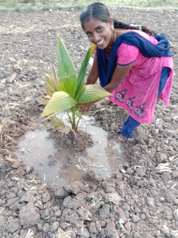 Tree Plantation