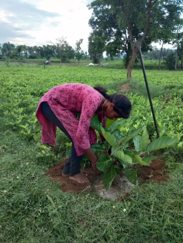 Sapling Plantation