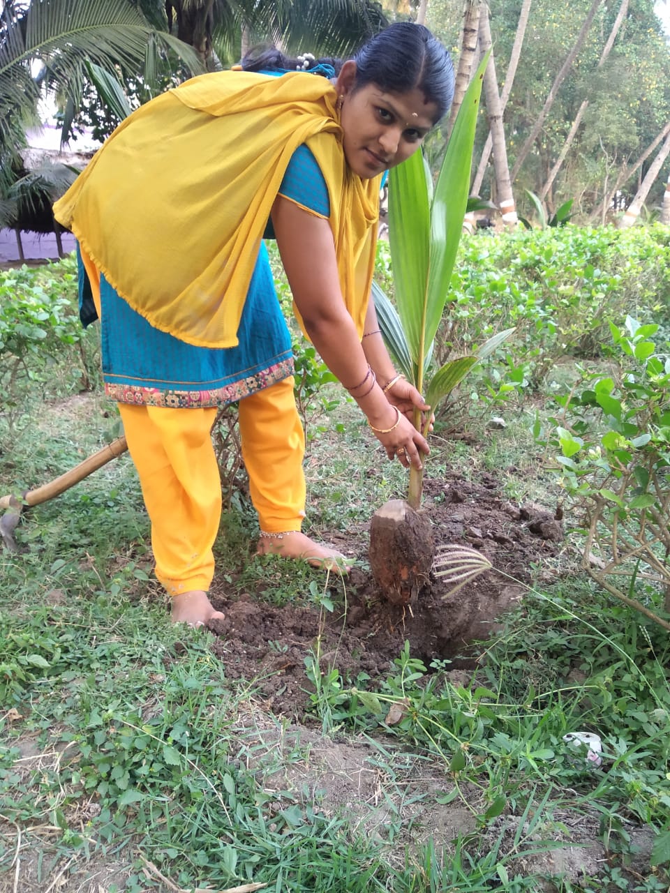 Tree Plantation